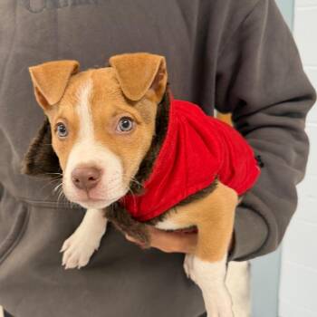 Porter -  Mixed Breed Dog for Adoption in East Hanover, New Jersey - Porter | PetCurious