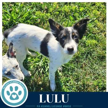 Lulu (Blue Belles) 062026 -  Australian Cattle Dog Blue Heeler Dog for Adoption in Kimberton, Pennsylvania - Lulu (Blue Belles) 062026 | PetCurious