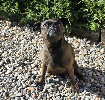 Pug Dogs Available for Adoption in North Valley, New Mexico - Marvelous Ms Mimi ~ Perfect House Pug ! | PetCurious