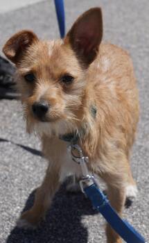 Ziggy -  Yorkshire Terrier Dog for Adoption in Pottsville, Pennsylvania - Ziggy | PetCurious