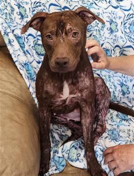 Labrador Retriever and Mixed Breed Dogs Available for Adoption in Brunswick, Georgia - KELLY | PetCurious