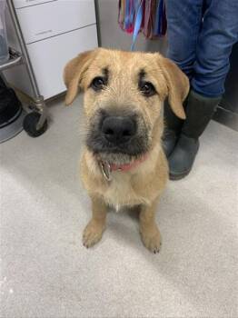 Airedale Terrier and Mixed Breed Dogs Available for Adoption in Fairbanks, Alaska - DAHLYLA | PetCurious
