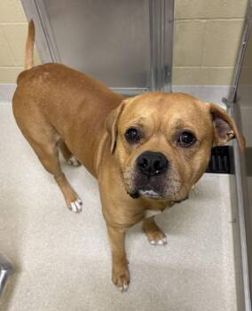 Rescue American Bully Dogs for Adoption in Ashland, Ohio - Pudge | PetCurious