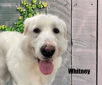 Great Pyrenees Dogs Available for Adoption - Whitney | PetCurious