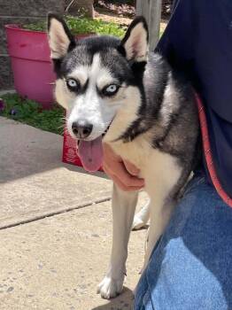 Gracie -  Husky Dog for Adoption in Covington, Virginia - Gracie | PetCurious