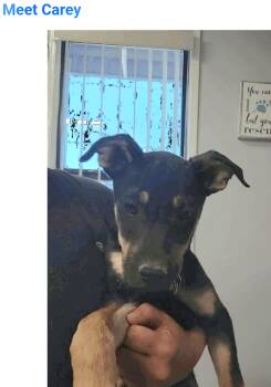 Carey -  Australian Kelpie Dog for Adoption in Salt Lake City, Utah - Carey | PetCurious