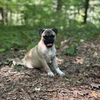 Pug Dogs Available for Adoption in Lexington, North Carolina - Max Wigglesworth  | PetCurious