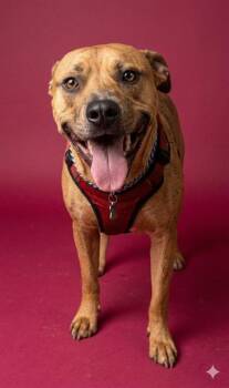 ROSIE -  Mixed Breed Dog for Adoption in Jacksonville, Florida - ROSIE | PetCurious