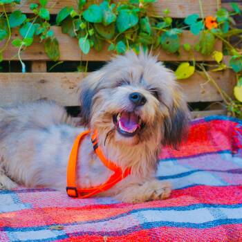 Rosario -  Poodle and Mixed Breed Dog for Adoption in San Diego, California - Rosario | PetCurious