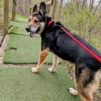 Titan -  Mixed Breed Dog Available for Adoption in Walker, Michigan - Titan | PetCurious