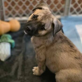 Tupac -  Mixed Breed Dog for Adoption in Fredericksburg, Virginia - Tupac | PetCurious
