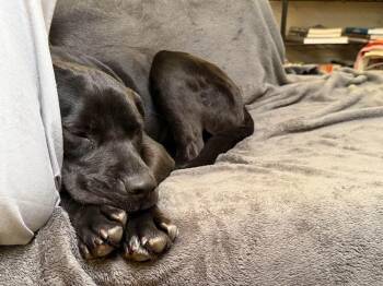 Pit Bull Terrier and Labrador Retriever Dogs Available for Adoption - BUFFY | PetCurious