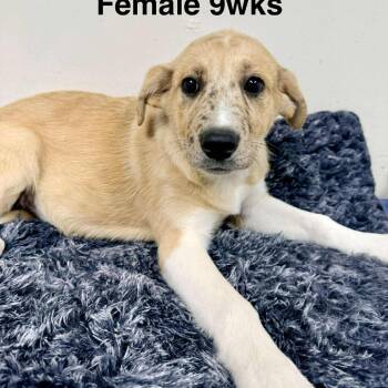 Rescue Catahoula Leopard Dog and German Shepherd Dog Dogs for Adoption in New Tazewell, Tennessee - Turtle Tracks | PetCurious