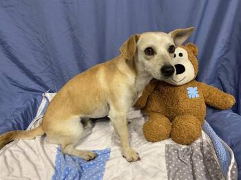 Chihuahua and Mixed Breed Dogs Available for Adoption in Modesto, California - A608981 | PetCurious