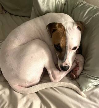 Pit Bull Terrier and Mixed Breed Dogs Available for Adoption - DJ | PetCurious