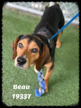 Beagle Dogs Available for Adoption in Marietta, Georgia - BEAU See Also COOPER | PetCurious