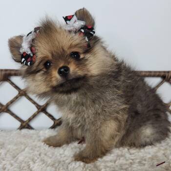 Elena -  Pomeranian Dog for Adoption in Fort Wayne, Indiana - Elena | PetCurious
