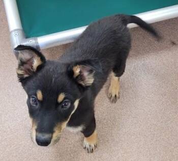 Bert -  Mixed Breed Dog for Adoption in Kalispell, Montana - Bert | PetCurious