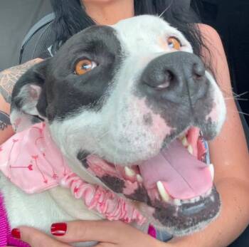 Phoenix -  Mixed Breed Dog for Adoption in Pleasant Ridge, Michigan - Phoenix | PetCurious