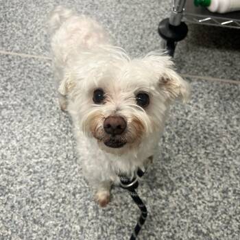 Maltese Dogs Available for Adoption in Manassas, Virginia - Luke (ID 51417/1548) | PetCurious