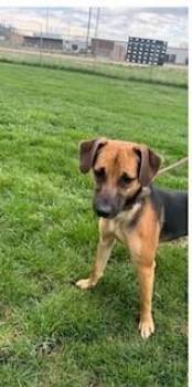 Beagle and Shepherd Dogs Available for Adoption in Overland Park, Kansas - Benny - Fostered In Omaha | PetCurious