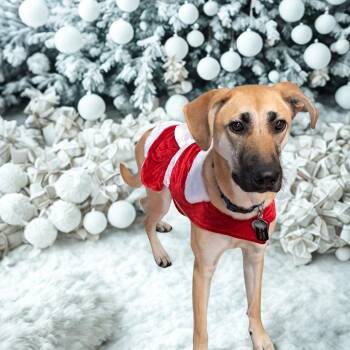 German Shepherd Dog and Mixed Breed Dogs Available for Adoption - Zoe | PetCurious