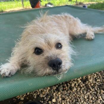 Geronimo -  Cocker Spaniel and Jack Russell Terrier Dog for Adoption in Newark, New Jersey - Geronimo | PetCurious