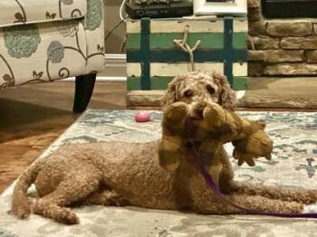 Calvin -  Poodle and Mixed Breed Dog for Adoption in Kansas City, Missouri - Calvin | PetCurious