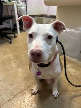 Pit Bull Terrier Dogs Available for Adoption in New Braunfels, Texas - Branson | PetCurious