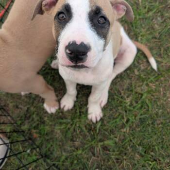 Sav baby 2 -  German Shepherd Dog and Mixed Breed Dog Available for Adoption in West Plains, Missouri - Sav Baby 2 | PetCurious