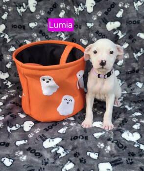 Rescue Pit Bull Terrier Dogs for Adoption in Elgin, Illinois - Lumia | PetCurious