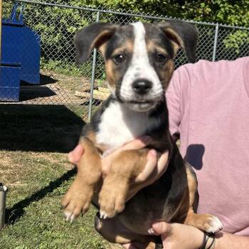 Rescue Hound Dogs for Adoption in North Haven, Connecticut - Itsy | PetCurious