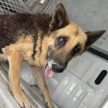 Garfunkel -  German Shepherd Dog Dog for Adoption in Edinburg, Texas - Garfunkel | PetCurious