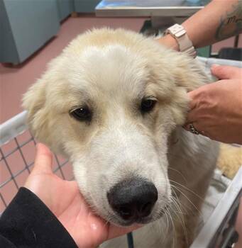 Mixed Breed Dogs Available for Adoption in Columbia, South Carolina - MONTGOMERY | PetCurious