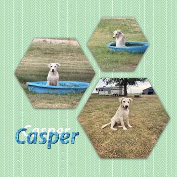 Casper -  Labrador Retriever Dog for Adoption in Manchester, Connecticut - Casper | PetCurious