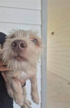 CHICO -  Terrier Dog for Adoption in San Antonio, Texas - CHICO | PetCurious