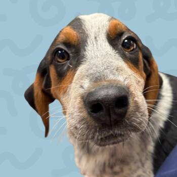 Dodo -  Bluetick Coonhound Dog for Adoption in Reno, Nevada - Dodo | PetCurious