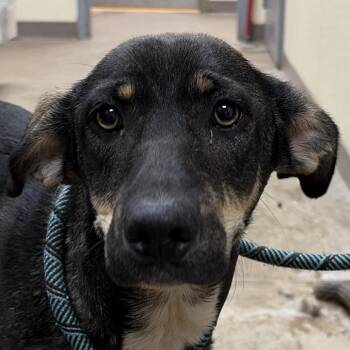 Raven -  Shepherd and Mixed Breed Dog for Adoption in Palestine, Texas - Raven | PetCurious