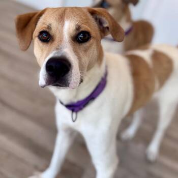 Pinto -  Pointer and Yellow Labrador Retriever Dog for Adoption in Green Bay, Wisconsin - Pinto | PetCurious
