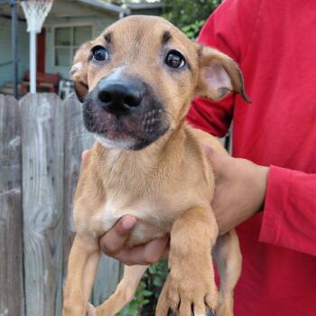 Audrey -  Mixed Breed and Jack Russell Terrier Dog for Adoption in Seguin, Texas - Audrey | PetCurious