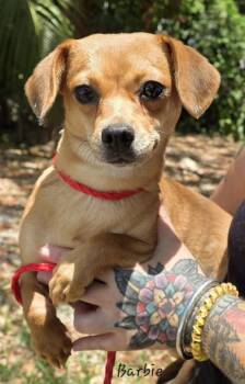 Chihuahua Dogs Available for Adoption in Key Largo, Florida - Barbie | PetCurious