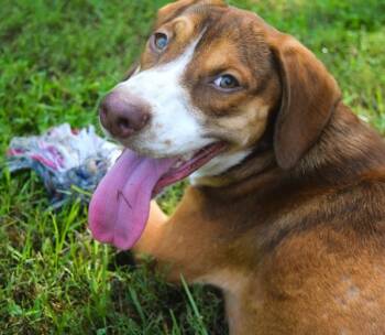 Rescue Hound Dogs for Adoption in Mobile, Alabama - Big Mac | PetCurious