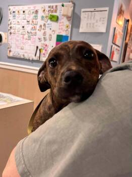 Cheshire (Chessie) -  Hound Dog for Adoption in Statesboro, Georgia - Cheshire (Chessie) | PetCurious