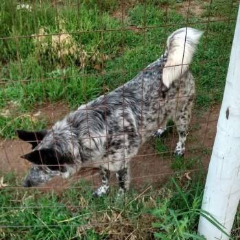 Australian Cattle Dog Blue Heeler Dogs Available for Adoption - Freckles | PetCurious