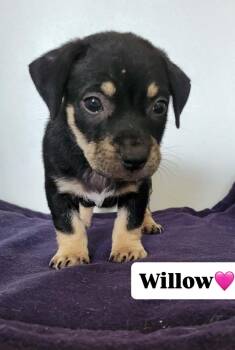 Willow -  Mixed Breed Dog for Adoption in Jacksonville, Florida - Willow | PetCurious