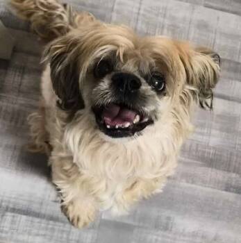 Rescue Shih Tzu Dogs for Adoption in College Station, Texas - Colin Jost | PetCurious