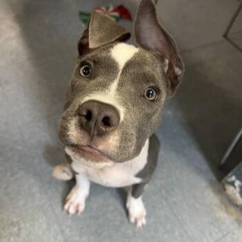 Solar -  Pit Bull Terrier Dog for Adoption in Klein, Texas - Solar | PetCurious