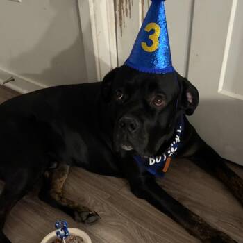 Kane Sanders - Home to Home -  Cane Corso Dog for Adoption in South Elgin, Illinois - Kane Sanders - Home To Home | PetCurious