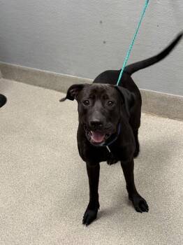 SWEETUMS -  Pit Bull Terrier and Mixed Breed Dog Available for Adoption in Las Vegas, Nevada - SWEETUMS | PetCurious