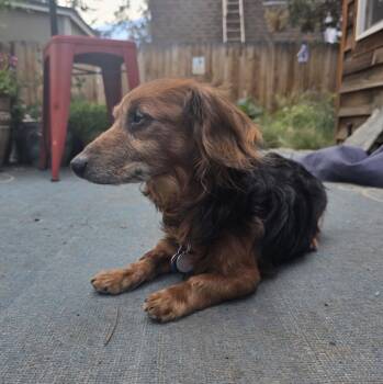 Lakota -  Dachshund Dog for Adoption in Powell Butte, Oregon - Lakota | PetCurious
